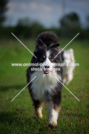 black tricolor australian shepherd walking in a field, another australian shepherd in the background