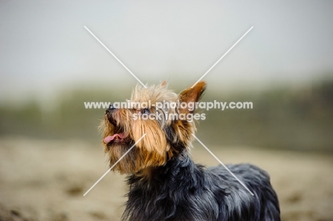 Yorkshire Terrier looking up