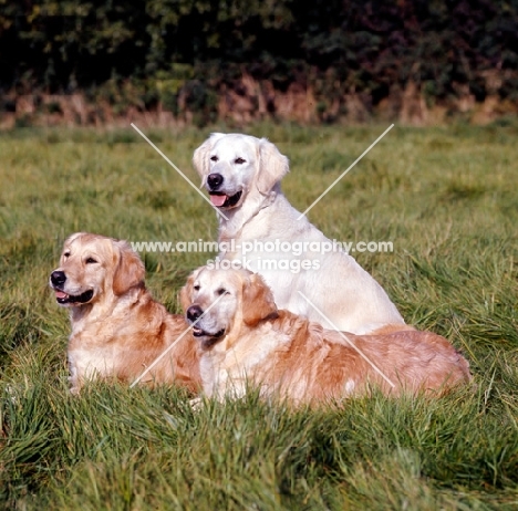 three golden retrievers in long grass