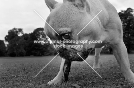 French Bulldog