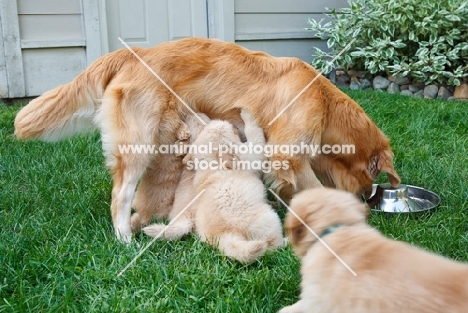 golden retriever eating and puppies drinking