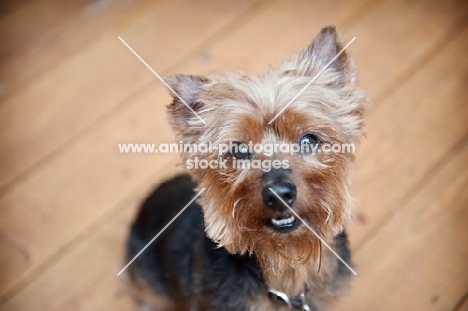 yorkshire terrier mix smiling