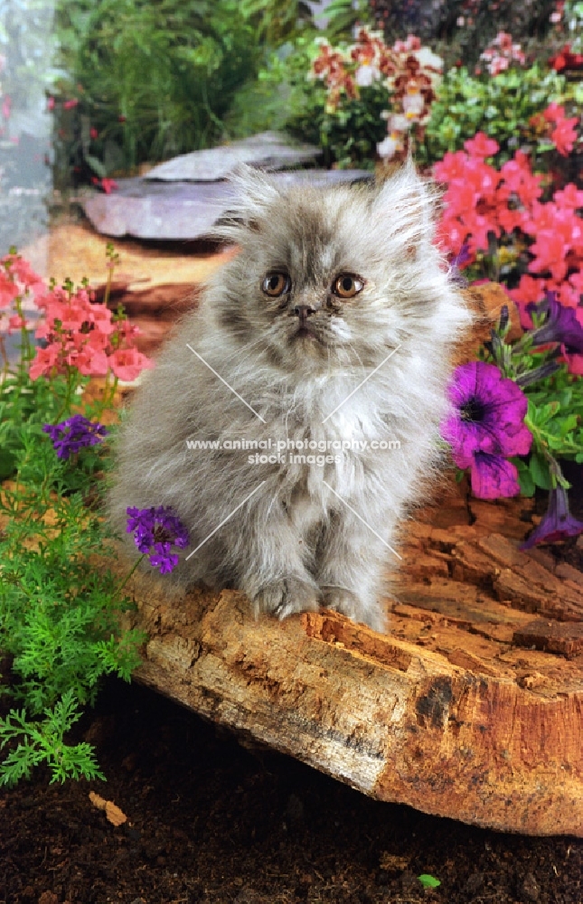 persian kitten amongst flowers