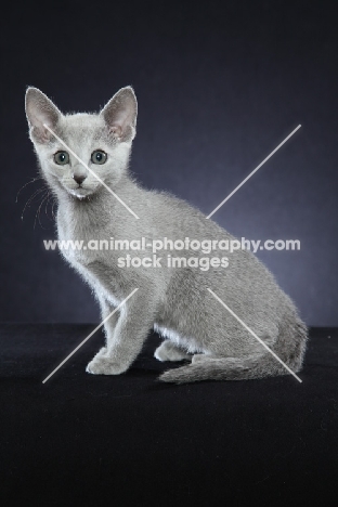 10 week old Russian Blue kitten, sitting down