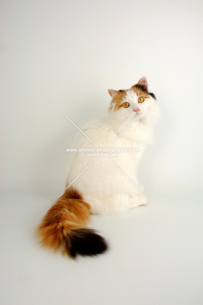 tortoiseshell and white van cat, longhaired