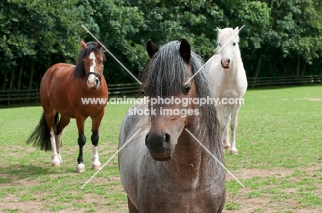 Group of welsh mountain ponies in a green field