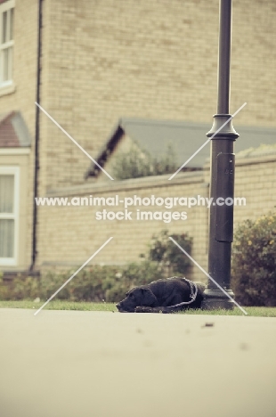 black Labrador Retriever near street light