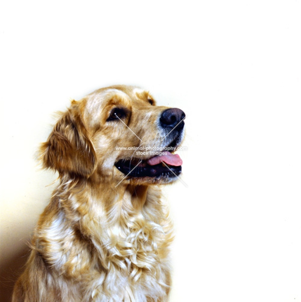 golden retriever head portrait