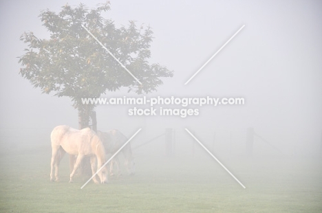 Two horses near tree in mist