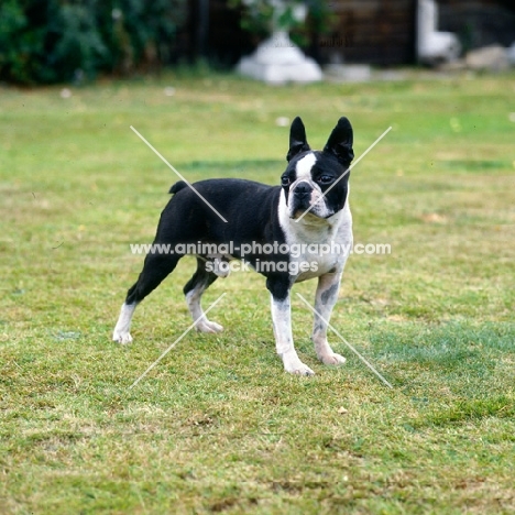 boston terrier standing on grass