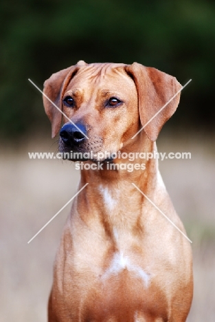 Rhodesian Ridgeback