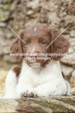 English Springer Spaniel puppy