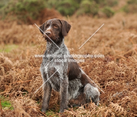 German Wirehaired Pointer (aka GWP, Deutscher Drahthaar)