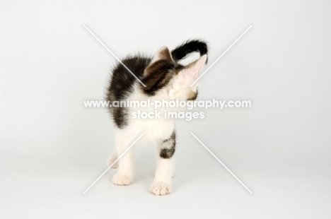 tabby and white kitten looking at its tail