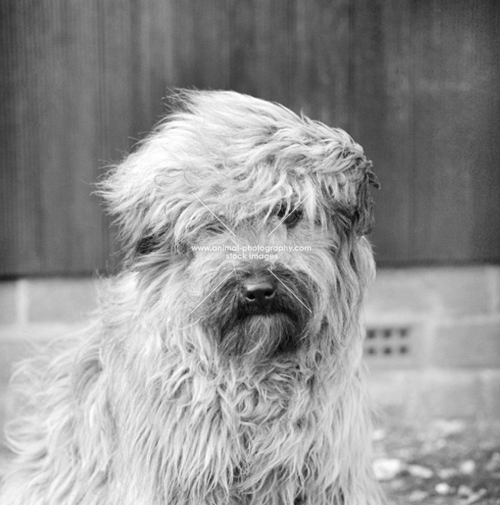 windswept cross bred dog