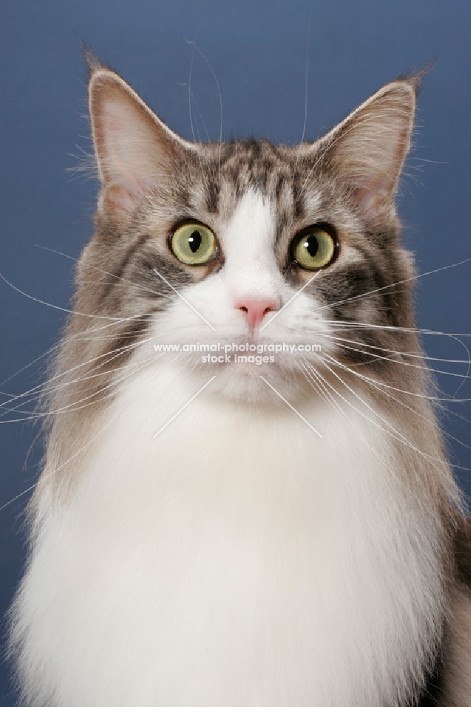 Silver Classic Tabby & White Maine Coon portrait