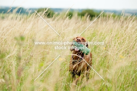 Hungarian Vizsla with dummy