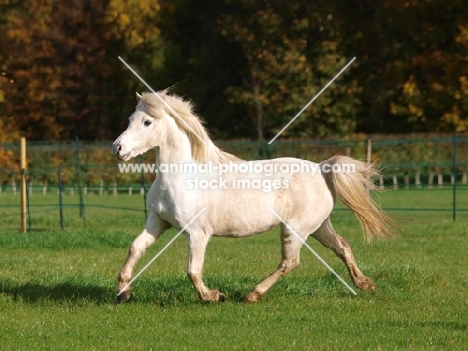 Welsh Mountain Pony running