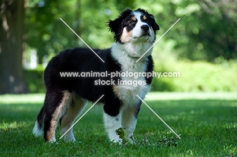 4 month old australian shepherd dog