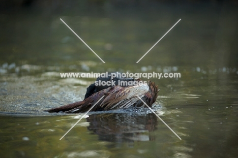 black labrador retriever retrieving pheasant from a lake