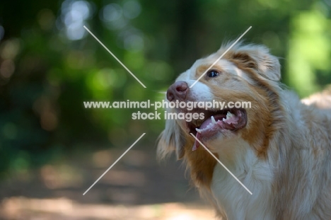 red merle australian shepherd in a natural environment, tilting his head