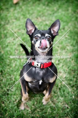 short-haired chihuahua licking nose