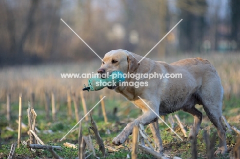 yellow labrador retrieving dummy