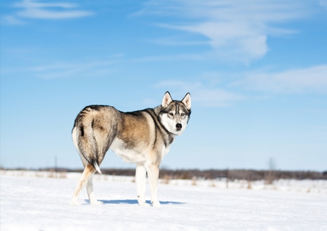 akita puppies price akita price in india breeds picture akita puppies price akita price in india breeds picture