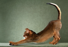 Abyssinian cat, Photo © Animal Photography, Sally Anne Thompson