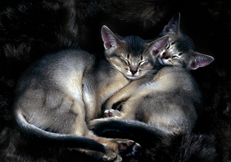 Abyssinian kittens, Photo © Animal Photography, Alan Robinson