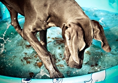 Great dane playing in paddling pool, Photo © Animal Photography, Anita Peeples 