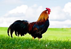 Handsome Brown Leghorn Rooster, Photo © Animal Photography, Barbara O Brien 