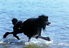 Standard Poodle, Champion Montravia Tommy Gun, Photo © Animal Photography, Sally Anne Thompson