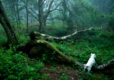 West Highland white, Photo © Animal Photography, David Jensen 