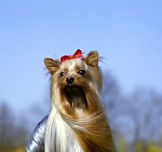 Yorkshire Terrier photo by Sally Anne Thompson
