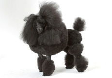 black_toy_poodles