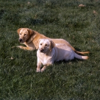 Picture of 2 famous champion labradors from braeduke 