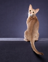 Picture of Abyssinian