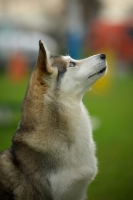 Picture of alaskan malamute mix sitting, profile shot