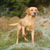 Picture of alert labrador retriever, yellow, bitch working on a shoot