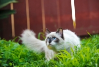 Picture of alert Ragdoll in garden