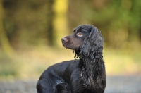 Picture of alert working Cocker Spaniel