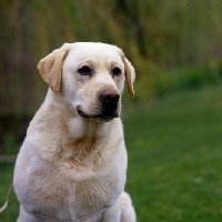 Picture of am ch dickendall's gowdy, yellow labrador head study in usa