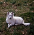 Picture of american eskimo dog laying on grass