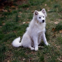 Picture of american eskimo dog sitting on grass