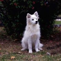 Picture of american eskimo dog sitting