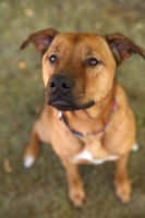 Picture of American Staffordshire Terrier mix