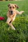 Picture of Anatolian shepherd mix lying with paws crossed