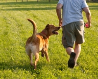 Picture of Anatolian shepherd mix running with man