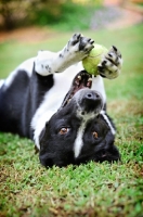 Picture of Australian Cattle Dog mix